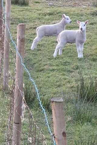 Lambs
