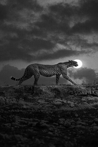 Moonlit Cheetah: A Night of Mystique 🌙🐆