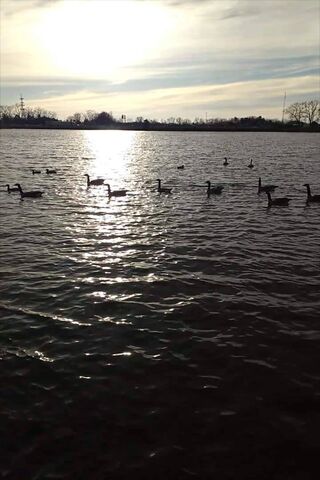 Dazzling Duckies at Dusk 🦆✨