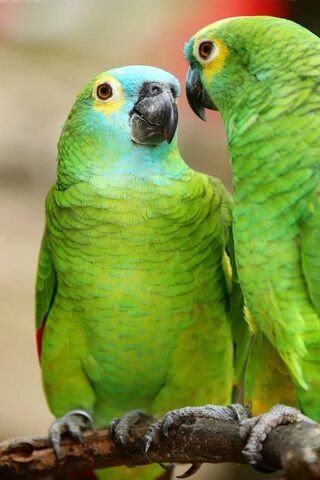 Parrots