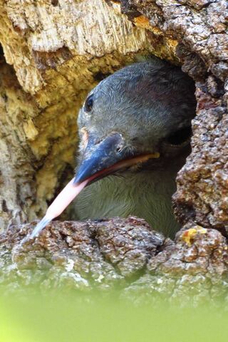 Nestled in Nature: The Baby Woodpecker's First Peek! 🐦🌳