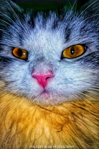 Toty Cat: The Enigmatic Feline
