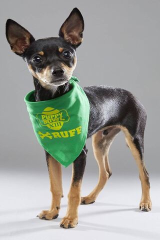 Puppy Bowl Superstar: Rufus the Champion Pup! 🐶🏆