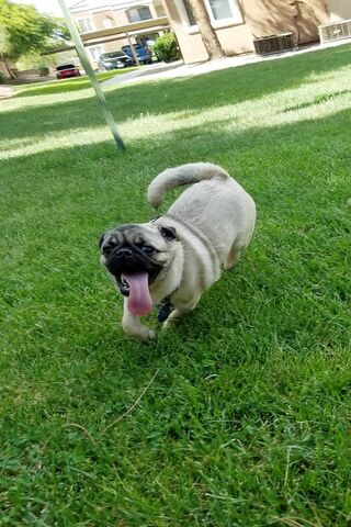 Pug Joy