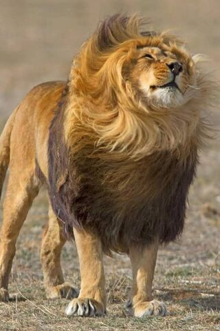 Amazing Lion