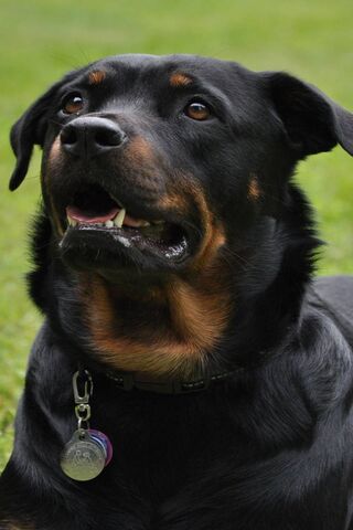 Raine-Rottie