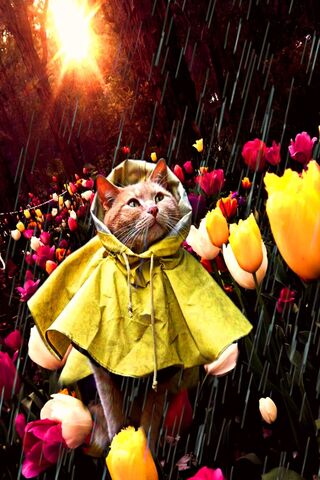 Phoneky Fond D Ecran De Chat D Automne Hd