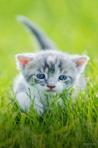 Blacky the Adventurous Kitten 🐾