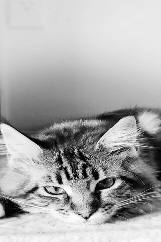 Maine Coon Meditations: A Moment of Reflection 🐾