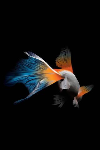 A Fish