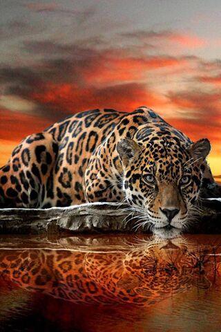 Sunset Serenity: The Thirsty Leopard