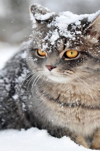 Gatto Neve: The Snowy Feline Wonder ❄️🐾