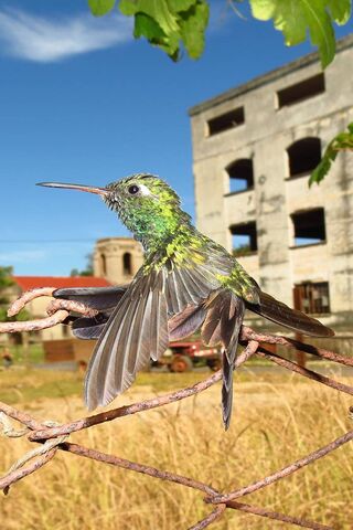 Hummingbird Harmony: Nature's Tiny Jewel 🌿✨
