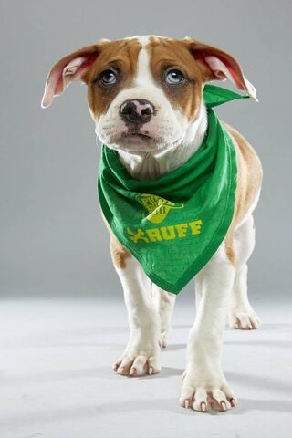 Paws on the Field: The Ultimate Puppy Bowl Star! 🐾🏈