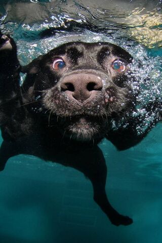 Splashing Joy: The Unde..