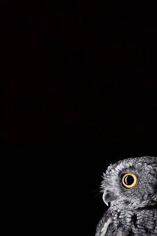 Coba: The Enigmatic Owl..