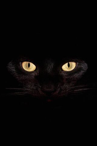 Mystical Gaze of the Night Cat 🌙🐾