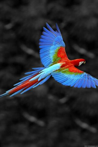 Parrot