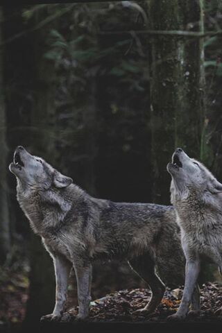 Forestwolves