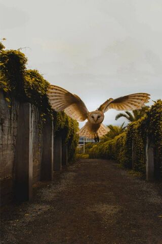 Soaring Through the Shadows: The Enigmatic Flying Owl 🦉✨