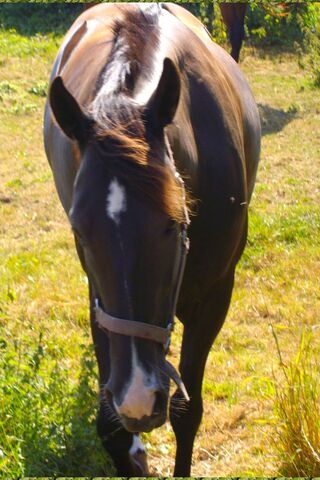 Jument Brown: The Majestic Beauty of the Pasture 🐴✨