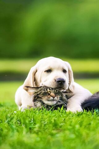 Paws and Whiskers: A He..