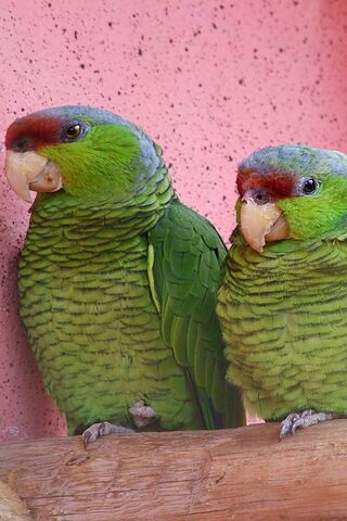 Colorful Companions: The Charm of Parrots 🦜💚