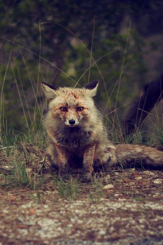 The Enigmatic Fox: Nature's Cunning Beauty 🦊✨