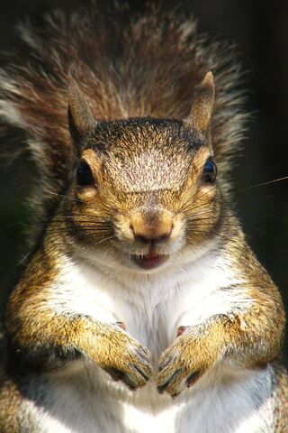 Eichhörnchen-Porträt