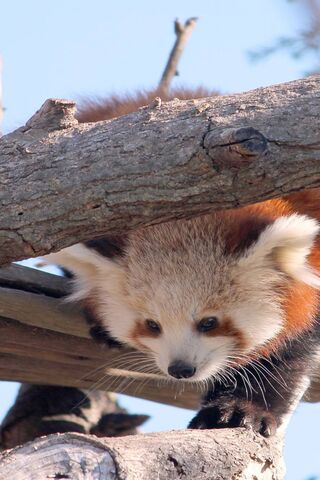 Curious Red Panda Peeking Down 🐾🌳