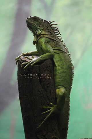 Majestic Green Guardian: Nature's Artistry 🌿🦎