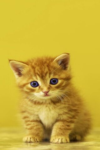 Adorable Baby Kitten: A..