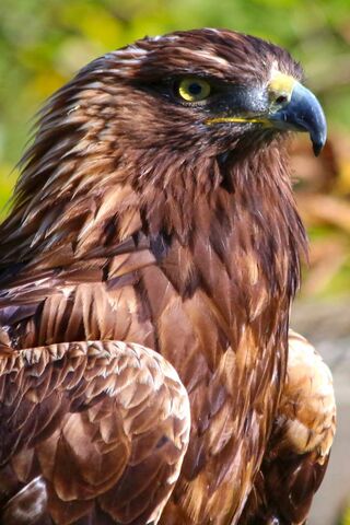 Majestic Majesty: The Golden Eagle 🦅✨