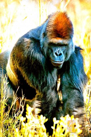 Gorilla Gaze: Nature's Majesty 🌿👀