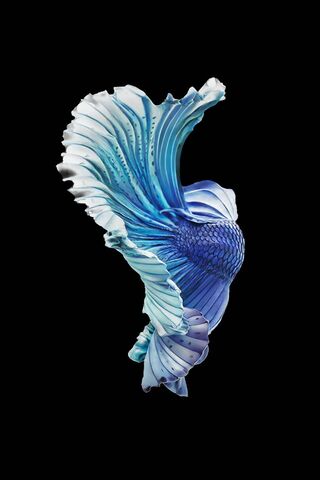 The Elegant Betta: A Splash of Color