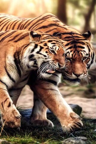 Whiskers and Whispers: A Tiger's Tale