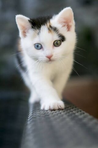 Kitty's Curious Adventure 🐾