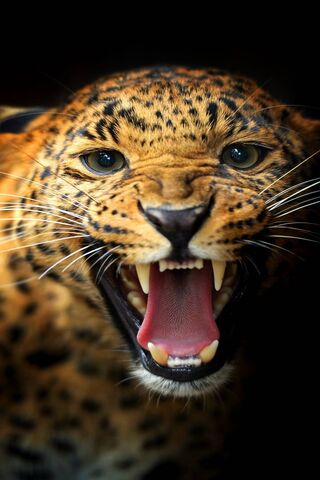 Leopard