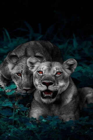 PHONEKY - Fondo de Pantalla de Leones Del Caracas HD