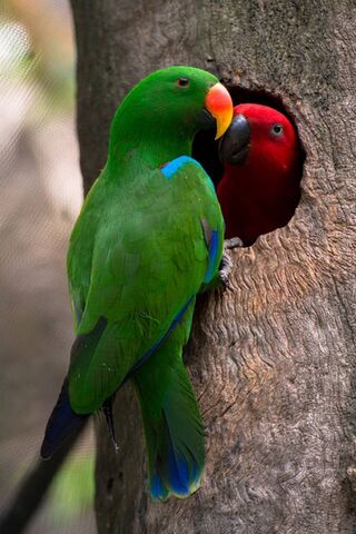 Love in the Tree 🌳❤️