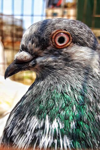 Pegion: The Majestic Pigeon 🕊️✨