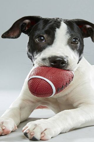 Touchdown Cutie! 🐶🏈