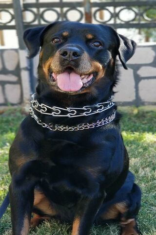 Rottie