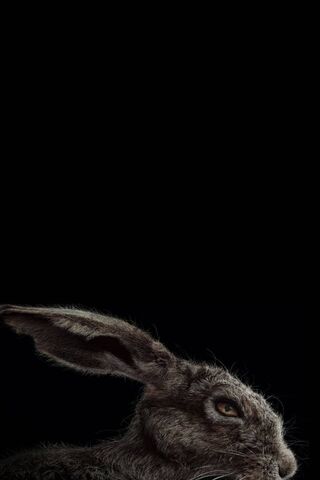 Mystical Shadows: The Enigmatic Rabbid Rabbit 🐇✨
