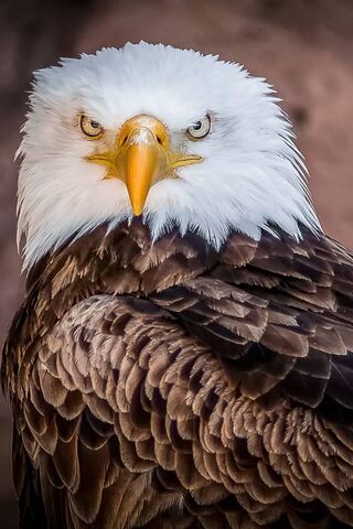 The Watchful Guardian of the Skies 🦅