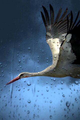 Soaring Through the Rain: The Majestic Stork
