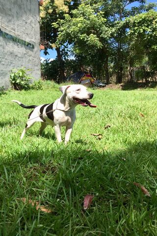 Playful Pitbull Pup in the Sun! ☀️🐾