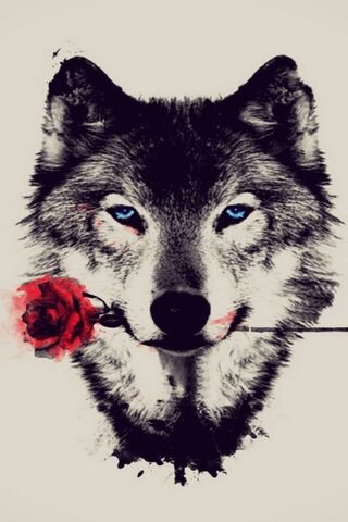 Wolf and Red Rose