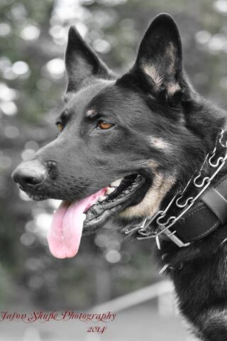 Tank: The Loyal Guardia..