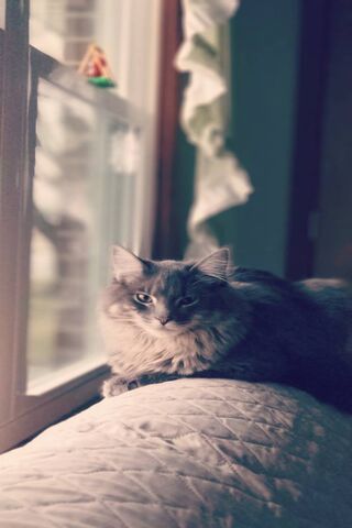 Jasper's Cozy Corner 🌟